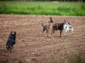 Hundetreffen_Marurg_Greyhound_Dobermann_Langhaarcollie_Border_Collie_Mischling_Gaia_Maggy_HemlepFotografie_treffen (51)