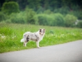 Hundetreffen_Marurg_Greyhound_Dobermann_Langhaarcollie_Border_Collie_Mischling_Gaia_Maggy_HemlepFotografie_treffen (52)