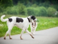 Hundetreffen_Marurg_Greyhound_Dobermann_Langhaarcollie_Border_Collie_Mischling_Gaia_Maggy_HemlepFotografie_treffen (53)