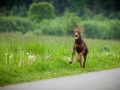 Hundetreffen_Marurg_Greyhound_Dobermann_Langhaarcollie_Border_Collie_Mischling_Gaia_Maggy_HemlepFotografie_treffen (56)