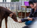 Hundegeburtstag_Bella_Windhund_Mischling_Greyhound_Basima_Akita_Dhara_Dobermann_Spencer_Maggy_Border_Collie_Gaia_Langhaarcollie_Marburg_Coelbe (10)