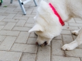 Hundegeburtstag_Bella_Windhund_Mischling_Greyhound_Basima_Akita_Dhara_Dobermann_Spencer_Maggy_Border_Collie_Gaia_Langhaarcollie_Marburg_Coelbe (12)