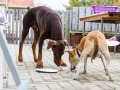 Hundegeburtstag_Bella_Windhund_Mischling_Greyhound_Basima_Akita_Dhara_Dobermann_Spencer_Maggy_Border_Collie_Gaia_Langhaarcollie_Marburg_Coelbe (13)
