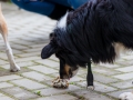 Hundegeburtstag_Bella_Windhund_Mischling_Greyhound_Basima_Akita_Dhara_Dobermann_Spencer_Maggy_Border_Collie_Gaia_Langhaarcollie_Marburg_Coelbe (15)