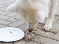 Hundegeburtstag_Bella_Windhund_Mischling_Greyhound_Basima_Akita_Dhara_Dobermann_Spencer_Maggy_Border_Collie_Gaia_Langhaarcollie_Marburg_Coelbe (17)