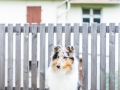 Hundegeburtstag_Bella_Windhund_Mischling_Greyhound_Basima_Akita_Dhara_Dobermann_Spencer_Maggy_Border_Collie_Gaia_Langhaarcollie_Marburg_Coelbe (21)