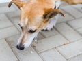 Hundegeburtstag_Bella_Windhund_Mischling_Greyhound_Basima_Akita_Dhara_Dobermann_Spencer_Maggy_Border_Collie_Gaia_Langhaarcollie_Marburg_Coelbe (24)