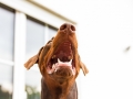Hundegeburtstag_Bella_Windhund_Mischling_Greyhound_Basima_Akita_Dhara_Dobermann_Spencer_Maggy_Border_Collie_Gaia_Langhaarcollie_Marburg_Coelbe (26)