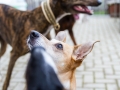 Hundegeburtstag_Bella_Windhund_Mischling_Greyhound_Basima_Akita_Dhara_Dobermann_Spencer_Maggy_Border_Collie_Gaia_Langhaarcollie_Marburg_Coelbe (30)