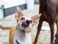 Hundegeburtstag_Bella_Windhund_Mischling_Greyhound_Basima_Akita_Dhara_Dobermann_Spencer_Maggy_Border_Collie_Gaia_Langhaarcollie_Marburg_Coelbe (31)