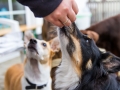 Hundegeburtstag_Bella_Windhund_Mischling_Greyhound_Basima_Akita_Dhara_Dobermann_Spencer_Maggy_Border_Collie_Gaia_Langhaarcollie_Marburg_Coelbe (35)