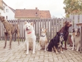 Hundegeburtstag_Bella_Windhund_Mischling_Greyhound_Basima_Akita_Dhara_Dobermann_Spencer_Maggy_Border_Collie_Gaia_Langhaarcollie_Marburg_Coelbe (47)