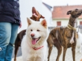 Hundegeburtstag_Bella_Windhund_Mischling_Greyhound_Basima_Akita_Dhara_Dobermann_Spencer_Maggy_Border_Collie_Gaia_Langhaarcollie_Marburg_Coelbe (6)