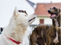 Hundegeburtstag_Bella_Windhund_Mischling_Greyhound_Basima_Akita_Dhara_Dobermann_Spencer_Maggy_Border_Collie_Gaia_Langhaarcollie_Marburg_Coelbe (7)