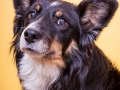 Border_Collie_Mischling_Maggy_tricolor_Studioaufnahme_Studio_Marburg_Tierfotografie_Hundefotografie_Christine_Hemlep (1).jpg