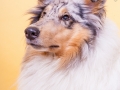 Langhaarcollie_Rough_Collie_Gaia_bluemerle_Studioaufnahme_Studio_Marburg_Tierfotografie_Hundefotografie_Christine_Hemlep (1).jpg