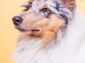 Langhaarcollie_Rough_Collie_Gaia_bluemerle_Studioaufnahme_Studio_Marburg_Tierfotografie_Hundefotografie_Christine_Hemlep (3).jpg