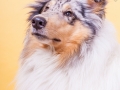 Langhaarcollie_Rough_Collie_Gaia_bluemerle_Studioaufnahme_Studio_Marburg_Tierfotografie_Hundefotografie_Christine_Hemlep (5).jpg