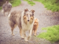 Geschwistertreffen_Langhaarcollies_Rough__Collie_bluemerle_weibchen_Männchen_Gwenda_Pepper_Gandalf_Gaia_Zuechterin_Treffen_Bruder_Schwester_Sheltie (101)