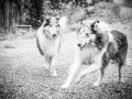 Geschwistertreffen_Langhaarcollies_Rough__Collie_bluemerle_weibchen_Männchen_Gwenda_Pepper_Gandalf_Gaia_Zuechterin_Treffen_Bruder_Schwester_Sheltie (105)