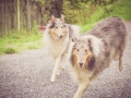 Geschwistertreffen_Langhaarcollies_Rough__Collie_bluemerle_weibchen_Männchen_Gwenda_Pepper_Gandalf_Gaia_Zuechterin_Treffen_Bruder_Schwester_Sheltie (107)