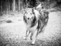 Geschwistertreffen_Langhaarcollies_Rough__Collie_bluemerle_weibchen_Männchen_Gwenda_Pepper_Gandalf_Gaia_Zuechterin_Treffen_Bruder_Schwester_Sheltie (111)