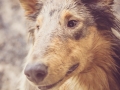 Geschwistertreffen_Langhaarcollies_Rough__Collie_bluemerle_weibchen_Männchen_Gwenda_Pepper_Gandalf_Gaia_Zuechterin_Treffen_Bruder_Schwester_Sheltie (119)