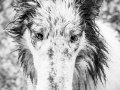 Geschwistertreffen_Langhaarcollies_Rough__Collie_bluemerle_weibchen_Männchen_Gwenda_Pepper_Gandalf_Gaia_Zuechterin_Treffen_Bruder_Schwester_Sheltie (126)