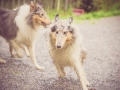 Geschwistertreffen_Langhaarcollies_Rough__Collie_bluemerle_weibchen_Männchen_Gwenda_Pepper_Gandalf_Gaia_Zuechterin_Treffen_Bruder_Schwester_Sheltie (134)