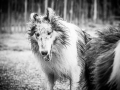 Geschwistertreffen_Langhaarcollies_Rough__Collie_bluemerle_weibchen_Männchen_Gwenda_Pepper_Gandalf_Gaia_Zuechterin_Treffen_Bruder_Schwester_Sheltie (138)
