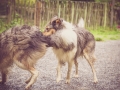 Geschwistertreffen_Langhaarcollies_Rough__Collie_bluemerle_weibchen_Männchen_Gwenda_Pepper_Gandalf_Gaia_Zuechterin_Treffen_Bruder_Schwester_Sheltie (140)