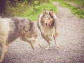 Geschwistertreffen_Langhaarcollies_Rough__Collie_bluemerle_weibchen_Männchen_Gwenda_Pepper_Gandalf_Gaia_Zuechterin_Treffen_Bruder_Schwester_Sheltie (143)