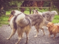 Geschwistertreffen_Langhaarcollies_Rough__Collie_bluemerle_weibchen_Männchen_Gwenda_Pepper_Gandalf_Gaia_Zuechterin_Treffen_Bruder_Schwester_Sheltie (152)