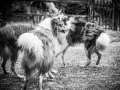 Geschwistertreffen_Langhaarcollies_Rough__Collie_bluemerle_weibchen_Männchen_Gwenda_Pepper_Gandalf_Gaia_Zuechterin_Treffen_Bruder_Schwester_Sheltie (171)