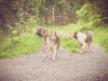 Geschwistertreffen_Langhaarcollies_Rough__Collie_bluemerle_weibchen_Männchen_Gwenda_Pepper_Gandalf_Gaia_Zuechterin_Treffen_Bruder_Schwester_Sheltie (176)