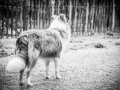 Geschwistertreffen_Langhaarcollies_Rough__Collie_bluemerle_weibchen_Männchen_Gwenda_Pepper_Gandalf_Gaia_Zuechterin_Treffen_Bruder_Schwester_Sheltie (18)