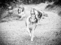 Geschwistertreffen_Langhaarcollies_Rough__Collie_bluemerle_weibchen_Männchen_Gwenda_Pepper_Gandalf_Gaia_Zuechterin_Treffen_Bruder_Schwester_Sheltie (180)