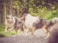 Geschwistertreffen_Langhaarcollies_Rough__Collie_bluemerle_weibchen_Männchen_Gwenda_Pepper_Gandalf_Gaia_Zuechterin_Treffen_Bruder_Schwester_Sheltie (182)