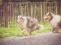 Geschwistertreffen_Langhaarcollies_Rough__Collie_bluemerle_weibchen_Männchen_Gwenda_Pepper_Gandalf_Gaia_Zuechterin_Treffen_Bruder_Schwester_Sheltie (191)
