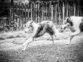 Geschwistertreffen_Langhaarcollies_Rough__Collie_bluemerle_weibchen_Männchen_Gwenda_Pepper_Gandalf_Gaia_Zuechterin_Treffen_Bruder_Schwester_Sheltie (195)