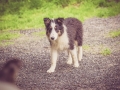 Geschwistertreffen_Langhaarcollies_Rough__Collie_bluemerle_weibchen_Männchen_Gwenda_Pepper_Gandalf_Gaia_Zuechterin_Treffen_Bruder_Schwester_Sheltie (2)