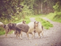 Geschwistertreffen_Langhaarcollies_Rough__Collie_bluemerle_weibchen_Männchen_Gwenda_Pepper_Gandalf_Gaia_Zuechterin_Treffen_Bruder_Schwester_Sheltie (20)