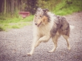Geschwistertreffen_Langhaarcollies_Rough__Collie_bluemerle_weibchen_Männchen_Gwenda_Pepper_Gandalf_Gaia_Zuechterin_Treffen_Bruder_Schwester_Sheltie (200)