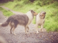 Geschwistertreffen_Langhaarcollies_Rough__Collie_bluemerle_weibchen_Männchen_Gwenda_Pepper_Gandalf_Gaia_Zuechterin_Treffen_Bruder_Schwester_Sheltie (203)
