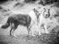 Geschwistertreffen_Langhaarcollies_Rough__Collie_bluemerle_weibchen_Männchen_Gwenda_Pepper_Gandalf_Gaia_Zuechterin_Treffen_Bruder_Schwester_Sheltie (207)