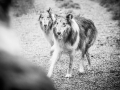 Geschwistertreffen_Langhaarcollies_Rough__Collie_bluemerle_weibchen_Männchen_Gwenda_Pepper_Gandalf_Gaia_Zuechterin_Treffen_Bruder_Schwester_Sheltie (213)