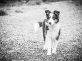Geschwistertreffen_Langhaarcollies_Rough__Collie_bluemerle_weibchen_Männchen_Gwenda_Pepper_Gandalf_Gaia_Zuechterin_Treffen_Bruder_Schwester_Sheltie (219)