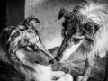 Geschwistertreffen_Langhaarcollies_Rough__Collie_bluemerle_weibchen_Männchen_Gwenda_Pepper_Gandalf_Gaia_Zuechterin_Treffen_Bruder_Schwester_Sheltie (228)