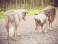 Geschwistertreffen_Langhaarcollies_Rough__Collie_bluemerle_weibchen_Männchen_Gwenda_Pepper_Gandalf_Gaia_Zuechterin_Treffen_Bruder_Schwester_Sheltie (239)