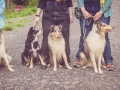 Geschwistertreffen_Langhaarcollies_Rough__Collie_bluemerle_weibchen_Männchen_Gwenda_Pepper_Gandalf_Gaia_Zuechterin_Treffen_Bruder_Schwester_Sheltie (248)